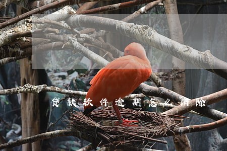 贷款软件逾期怎么消除 贷款软件逾期怎么消除