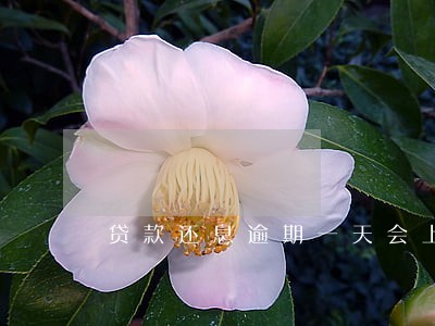 贷款还息逾期一天会上征信吗 贷款还息逾期一天会上征信吗