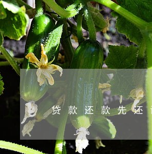 贷款还款先还诉讼 贷款还款先还诉讼