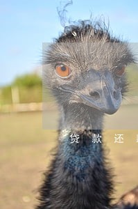 贷款还款逾期影响征信吗 贷款还款逾期影响征信吗