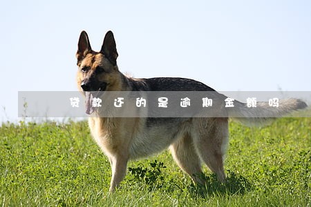 贷款还的是逾期金额吗 贷款还的是逾期金额吗