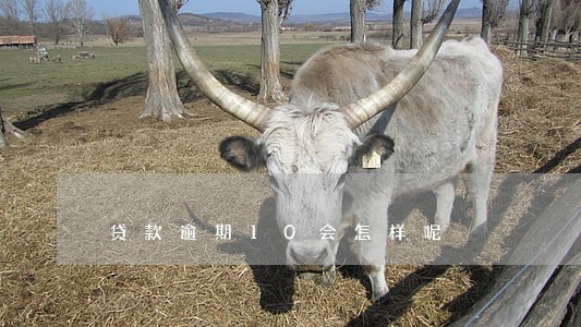 贷款逾期10会怎样呢 贷款逾期10会怎样呢
