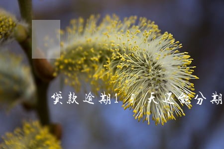 贷款逾期15天还能分期还吗