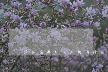 贷款逾期1天如何消除征信记录 贷款逾期1天如何消除征信记录