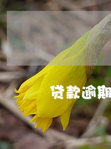 贷款逾期1天是否影响信用 贷款逾期1天是否影响信用