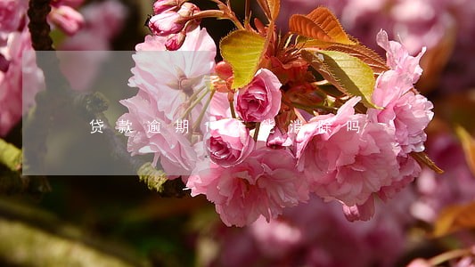 贷款逾期1天能消除吗 贷款逾期1天能消除吗