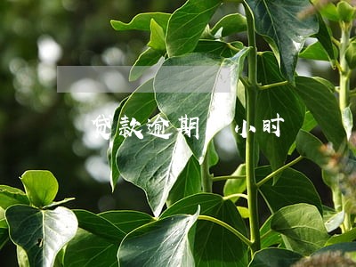 贷款逾期1小时 贷款逾期1小时