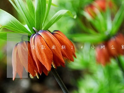 贷款逾期24小时立案什么意思