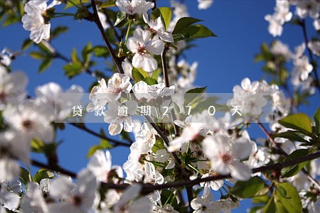 贷款逾期270天 贷款逾期270天