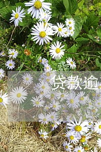 贷款逾期2天会有什么影响 贷款逾期2天会有什么影响