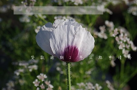 贷款逾期2年后能申请信用卡