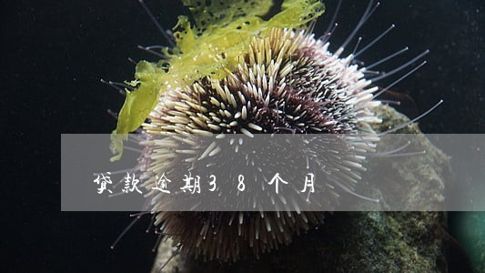 贷款逾期38个月 贷款逾期38个月