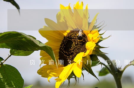 贷款逾期3个月之后分期还款 贷款逾期3个月之后分期还款