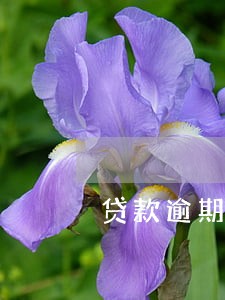 贷款逾期3个月违约金怎么算 贷款逾期3个月违约金怎么算