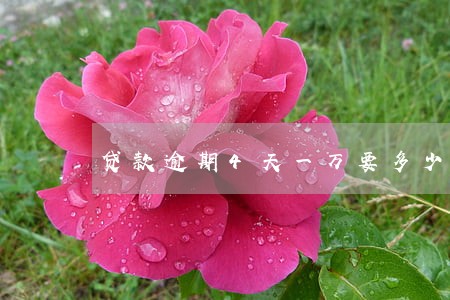 贷款逾期4天一万要多少钱 贷款逾期4天一万要多少钱
