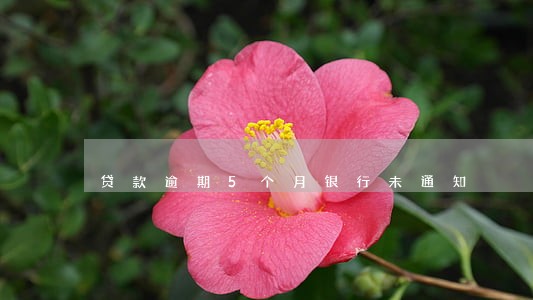 贷款逾期5个月银行未通知 贷款逾期5个月银行未通知