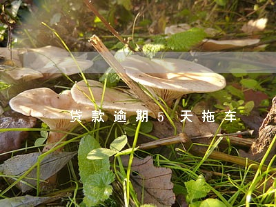 贷款逾期5天拖车 贷款逾期5天拖车