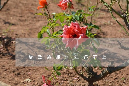 贷款逾期5年还不上 贷款逾期5年还不上