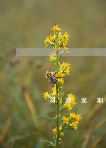 贷款逾期6个月后结清