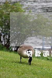 贷款逾期90天怎么核算