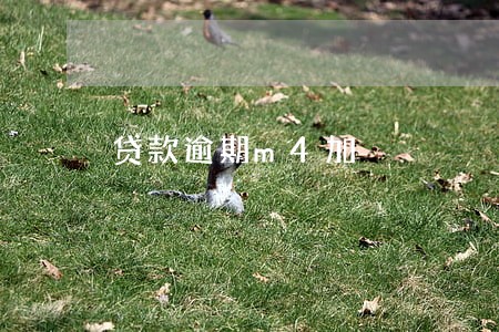 贷款逾期m4加 贷款逾期m4加