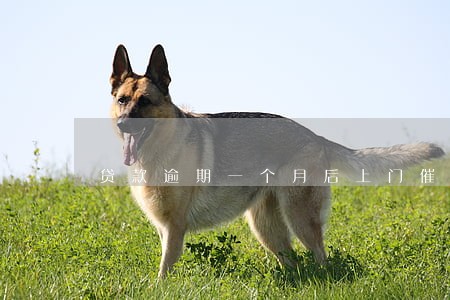 贷款逾期一个月后上门催收 贷款逾期一个月后上门催收
