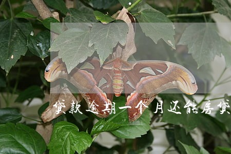 贷款逾期一个月还能房贷吗 贷款逾期一个月还能房贷吗