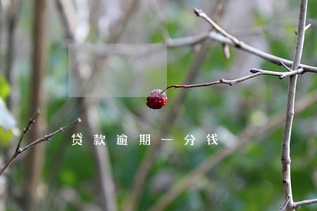贷款逾期一分钱 贷款逾期一分钱