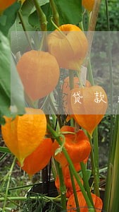 贷款逾期一天会仲裁么 贷款逾期一天会仲裁么