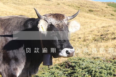 贷款逾期一天会冻结信用卡吗 贷款逾期一天会冻结信用卡吗