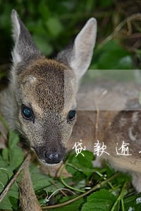 贷款逾期一天会进征信吗 贷款逾期一天会进征信吗