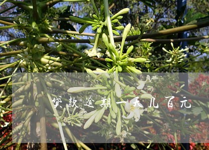 贷款逾期一天几百元