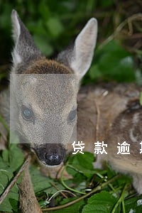贷款逾期一天影响征信 贷款逾期一天影响征信