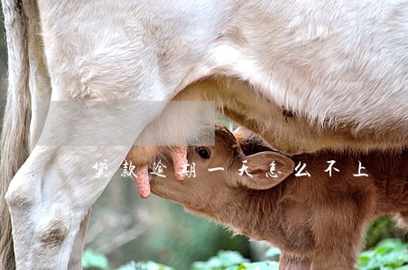 贷款逾期一天怎么不上 贷款逾期一天怎么不上