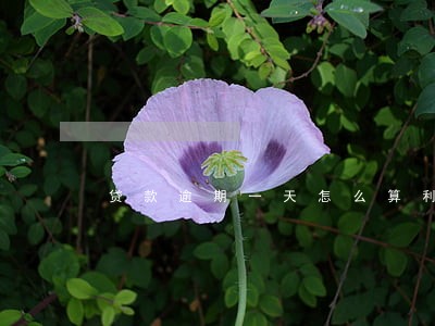 贷款逾期一天怎么算利息 贷款逾期一天怎么算利息