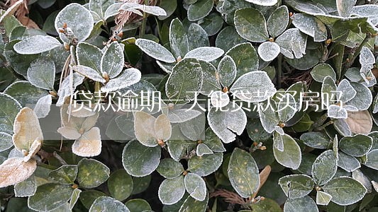 贷款逾期一天能贷款买房吗 贷款逾期一天能贷款买房吗