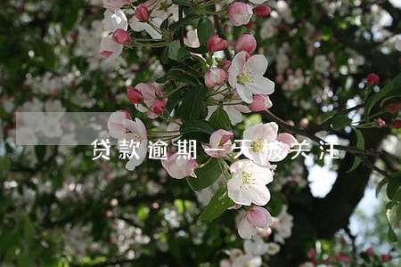 贷款逾期一天被关注 贷款逾期一天被关注
