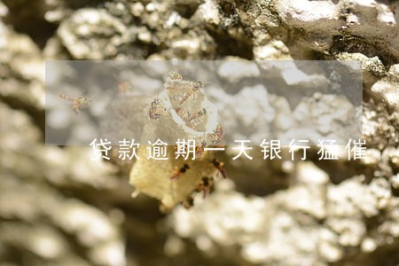 贷款逾期一天银行猛催 贷款逾期一天银行猛催