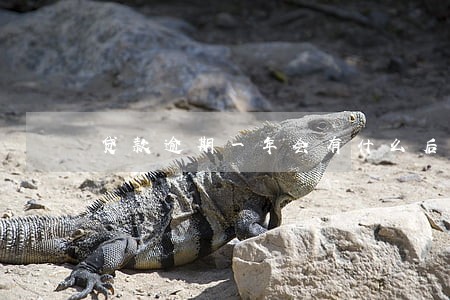 贷款逾期一年会有什么后果 贷款逾期一年会有什么后果