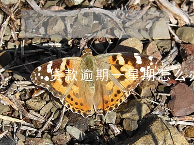 贷款逾期一星期怎么办 贷款逾期一星期怎么办