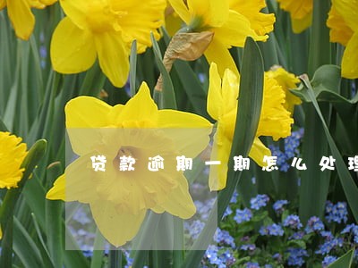 贷款逾期一期怎么处理 贷款逾期一期怎么处理