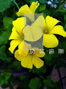 贷款逾期一条就立安 贷款逾期一条就立安