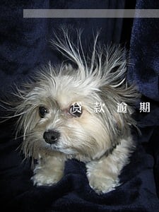 贷款逾期一次就会上征信么 贷款逾期一次就会上征信么
