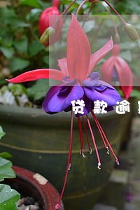 贷款逾期一般多久能查出来吗 贷款逾期一般多久能查出来吗