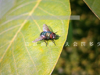 贷款逾期三天会罚多少钱