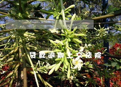 贷款逾期上交法院 贷款逾期上交法院