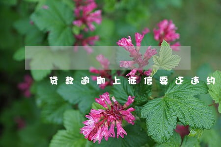 贷款逾期上征信要还违约金吗 贷款逾期上征信要还违约金吗