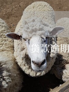 贷款逾期上门催收服务费 贷款逾期上门催收服务费