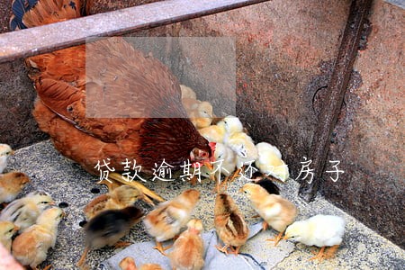 贷款逾期不还对房子 贷款逾期不还对房子