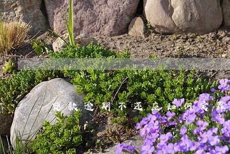 贷款逾期不还应如何定罪 贷款逾期不还应如何定罪